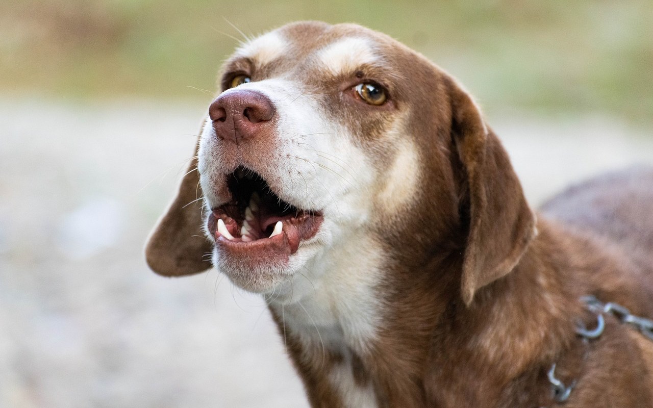 cane anziano che abbaia