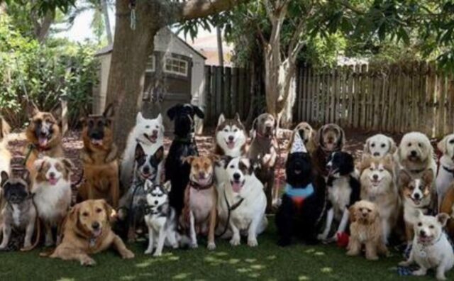 L’uomo riesce a far posare 30 cani in fila per una foto a una festa e vince un concorso