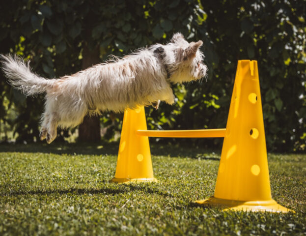 6 incredibili tricks per cani che sono più facili di quanto tu possa pensare