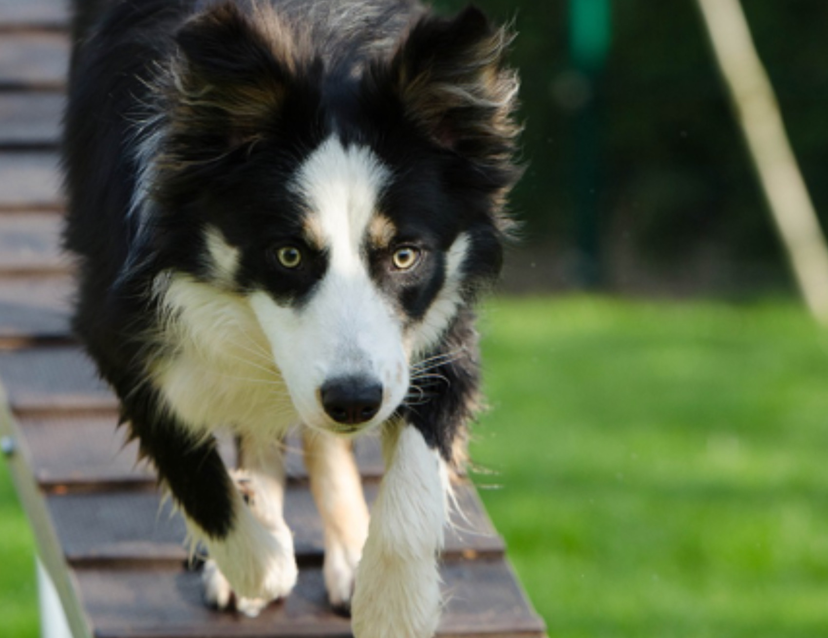 Cane corre