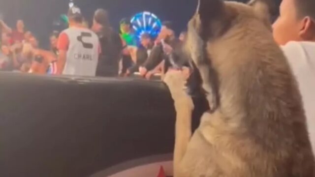 A questo cane piace decisamente il wrestling: la sua reazione durante l’incontro è da manuale