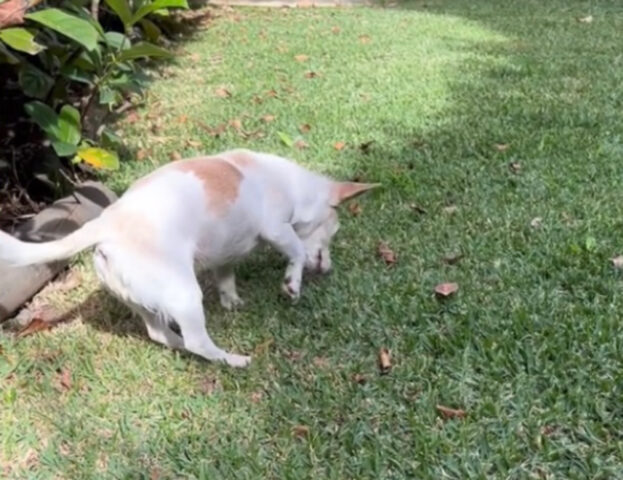 Amateli fino alla fine: la cagnolina di 17 anni con l’artrite non si regge in piedi, ma è circondata d’amore