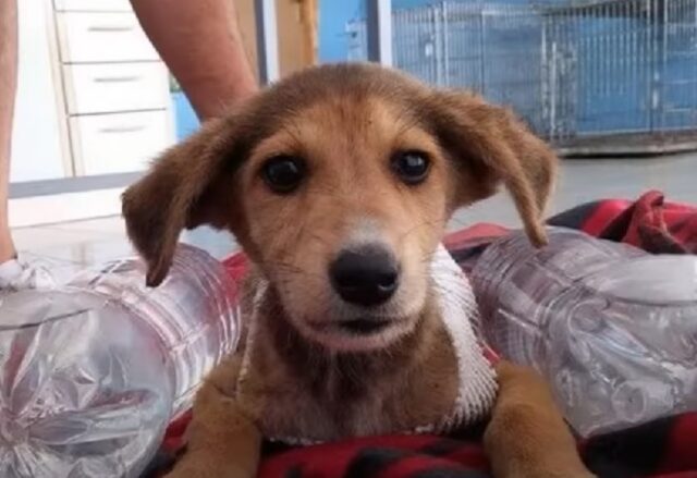 Aveva perso tutto il pelo dalla schiena e si stava lasciando andare: questo cane ha aspettato per giorni