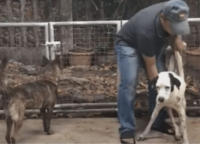 Cane sul letto di morte guarda la prima persona che gli ha prestato attenzione e sorride nonostante il dolore