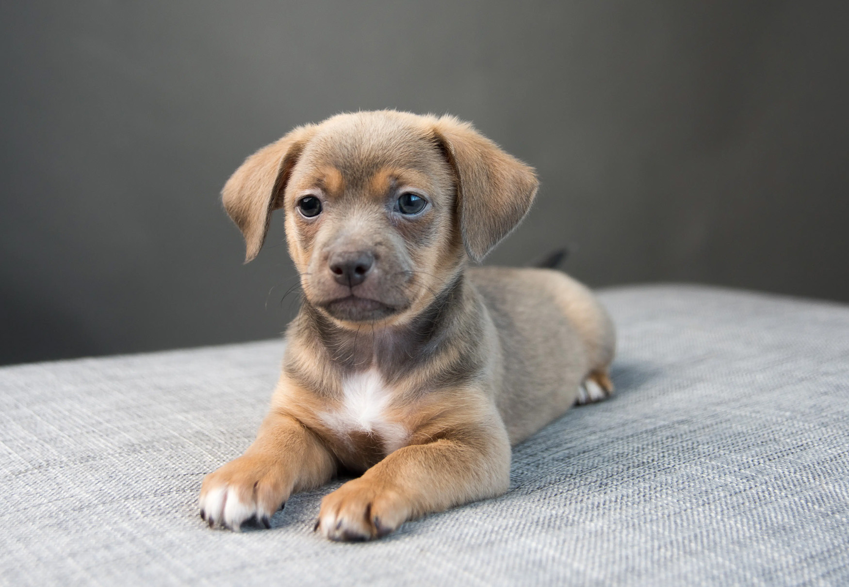 cucciolo di cane disteso