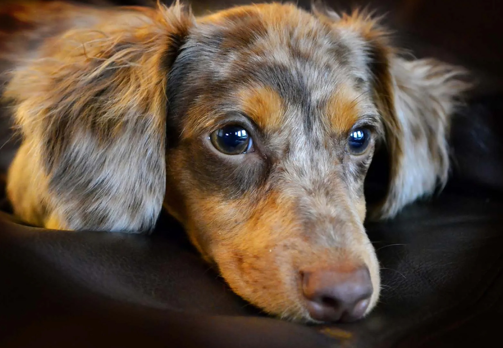 mix di colori del Chiweenie