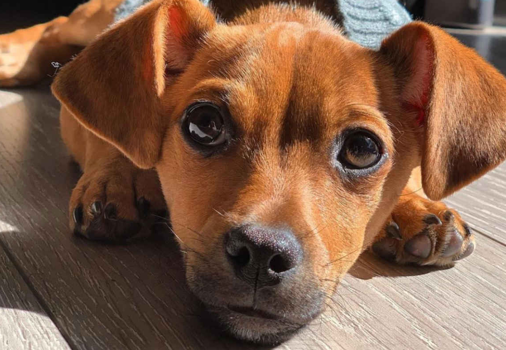 cane Chiweenie cioccolato