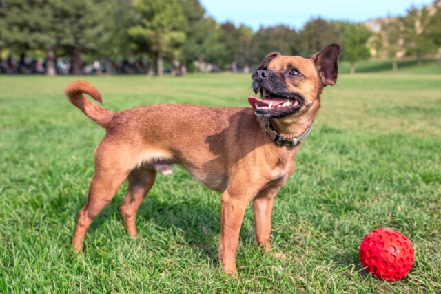 Chiweenie, incrocio tra Chihuahua e Bassotto: curiosità sulla razza