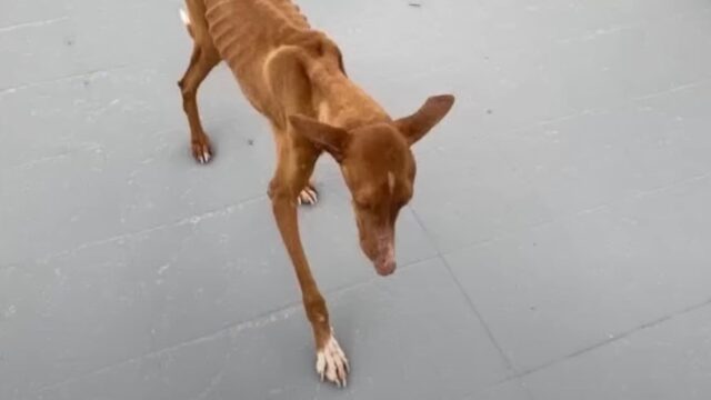 Con le sue ultime forze, questo cane si è trascinato verso altri proprietari di animali per chiedere aiuto