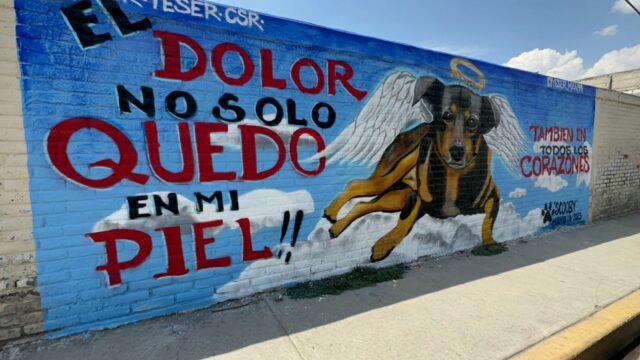 Dopo un dolore enorme e un gesto crudele, hanno dedicato un murales a questo cane