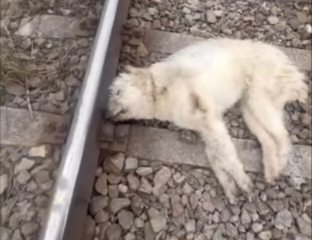 È stata lasciata sui binari per ben due giorni: nessuno sa come questa cagnolina sia sopravvissuta