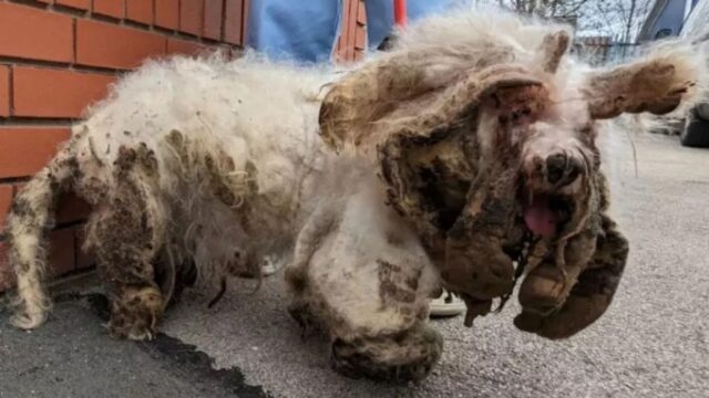 Era un ammasso puzzolente di peli, feci e croste: ora Larry è un cane diverso e finalmente felice