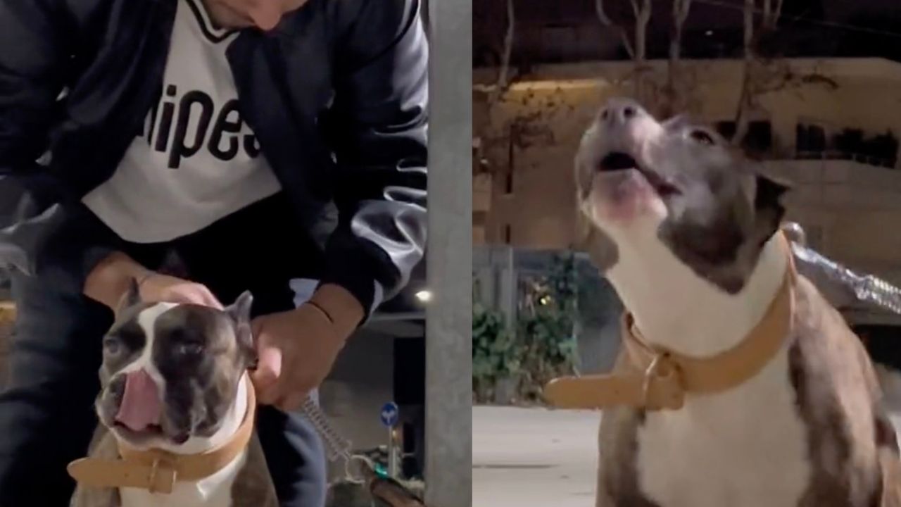 Padrone finge di abbandonare Pitbull