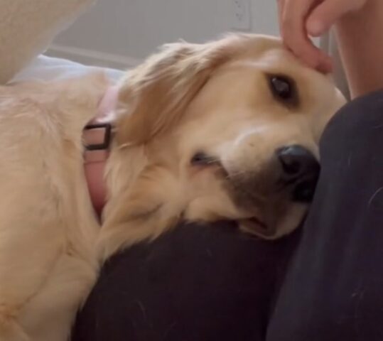 “Ha capito che sono incinta”: questo Labrador si comporta così ed è tutto da guardare