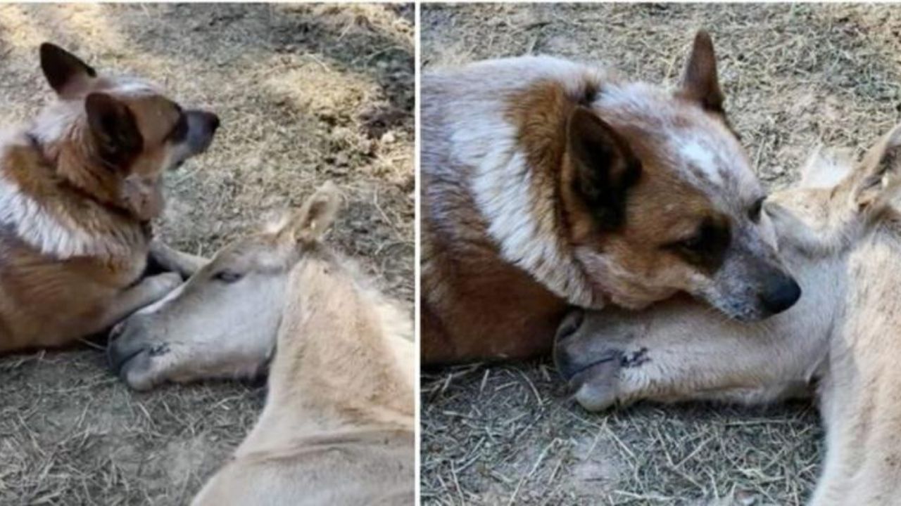 Cane cerca di confortare puledro