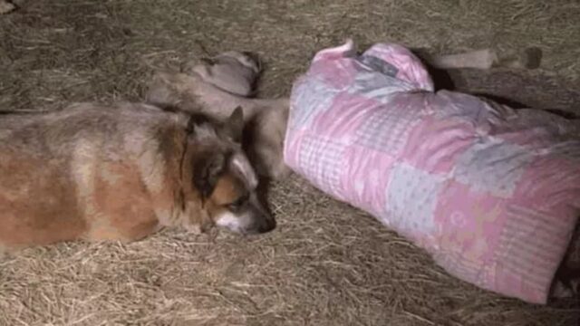 Ha provato a essergli d’aiuto: il cane ha cercato di consolare il puledro dopo la morte della madre