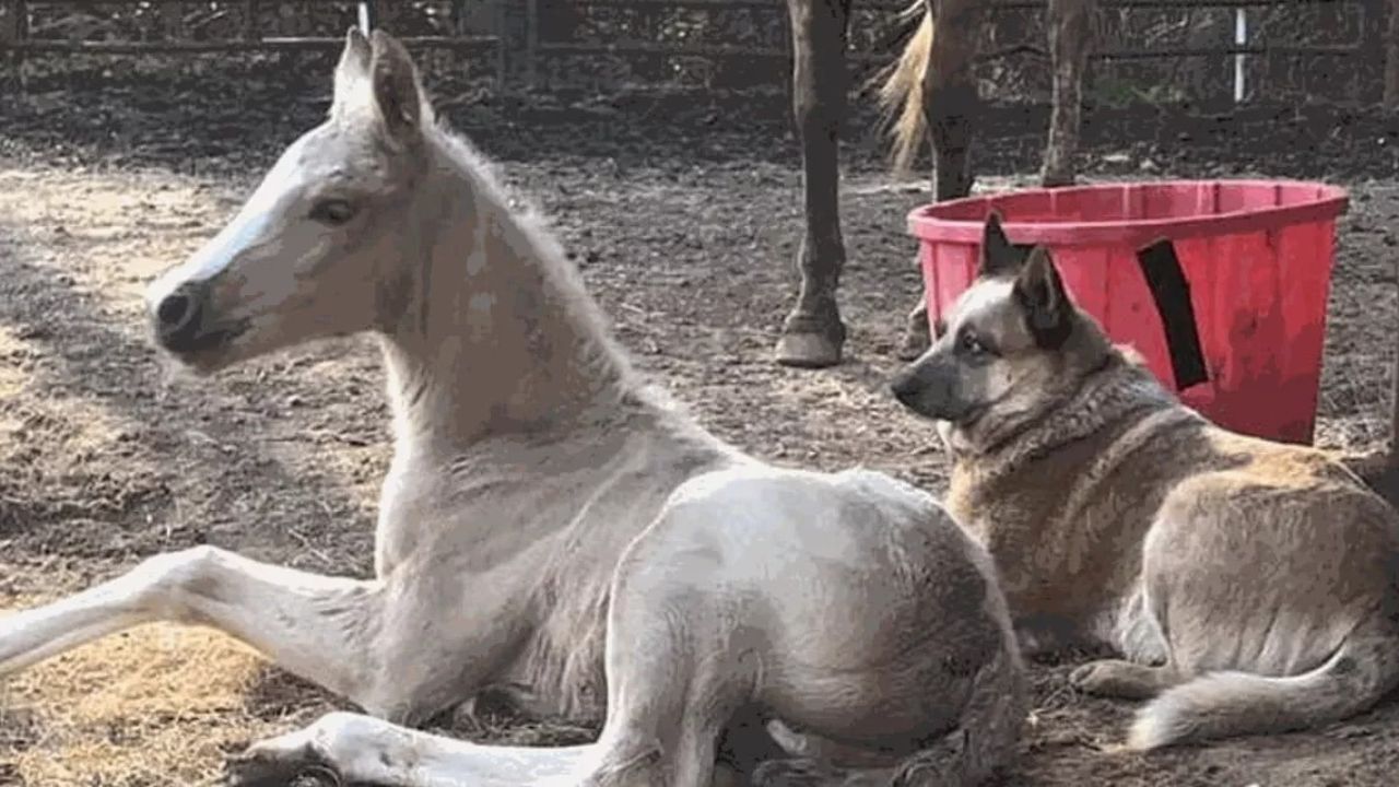 Puledro insieme al cane