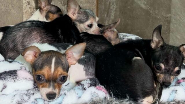 I Chihuahua terrorizzati si sono drasticamente trasformati dopo la prima corsa nel prato
