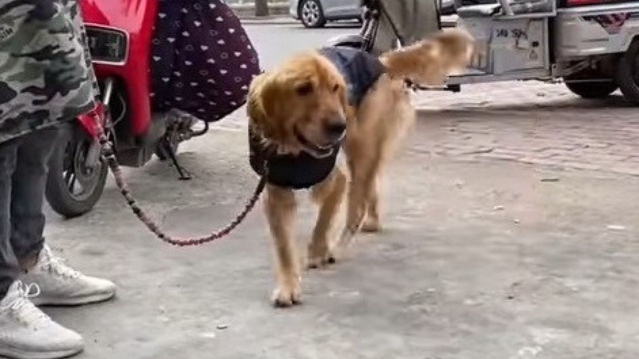Labrador a passeggio