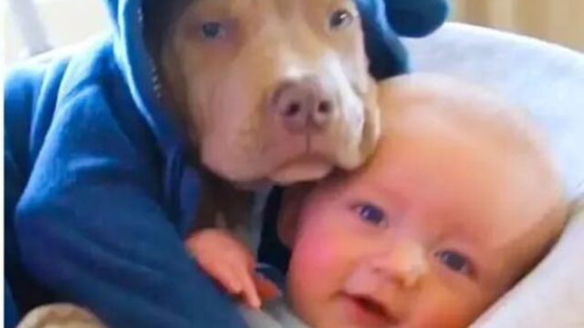 Il Pitbull in pigiama ha un compito speciale: riempire di coccole il suo fratellino umano