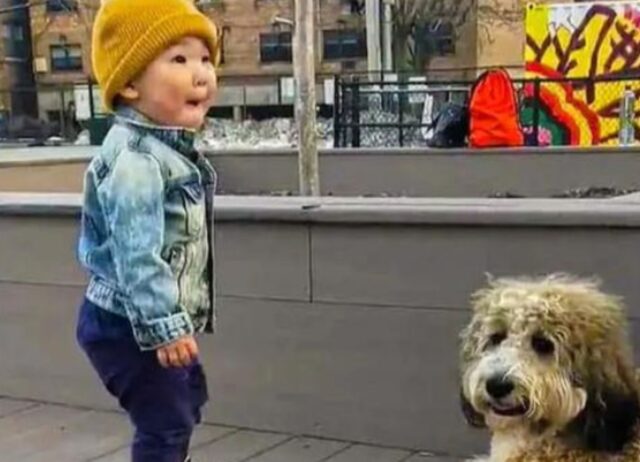 Il bimbo incontra un cane per la prima volta in assoluto: il suo stupore è tenerissimo