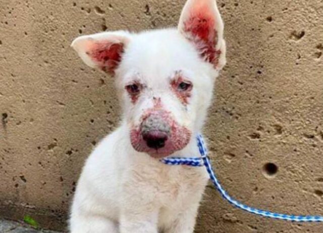 Il cagnolino disperato striscia all’interno di un cantiere, sperando che qualcuno lo aiuti