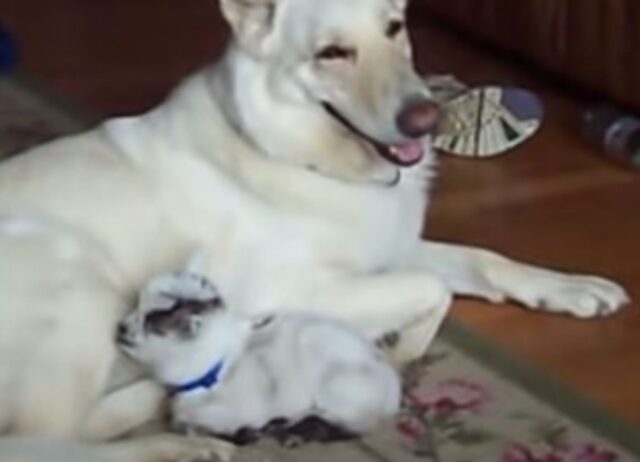 Il cane mostra alla sua mamma umana il suo nuovo migliore amico, sfoggiando un enorme sorriso
