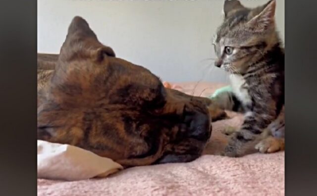 Il cane perde il suo più vecchio amico, ma reagisce così all’arrivo del nuovo gattino
