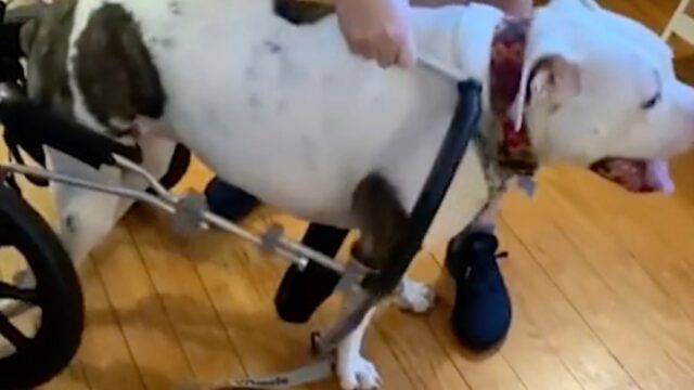 Il cane perde l’uso delle zampe e il suo padrone gli regala un carrellino: la reazione è tutta da vedere