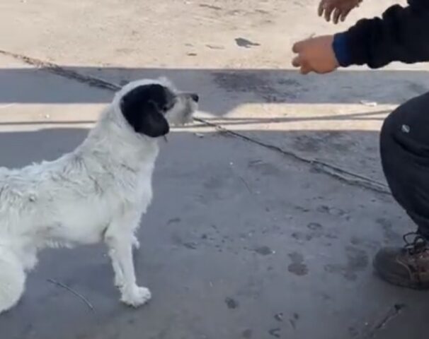 Il cane sa bene ciò che vuole: ruba quello che desidera all’operaio e poi fa l’indifferente