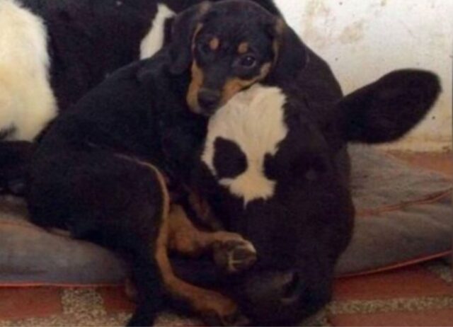 Il cucciolo di cane trovato abbandonato nel bosco diventa il miglior amico di una mucca che lo adora