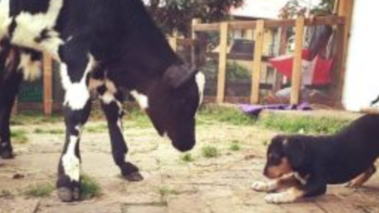 cucciolo di cane non viene adottato