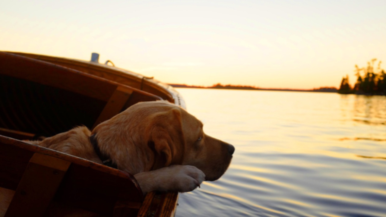 Cane sulla barca