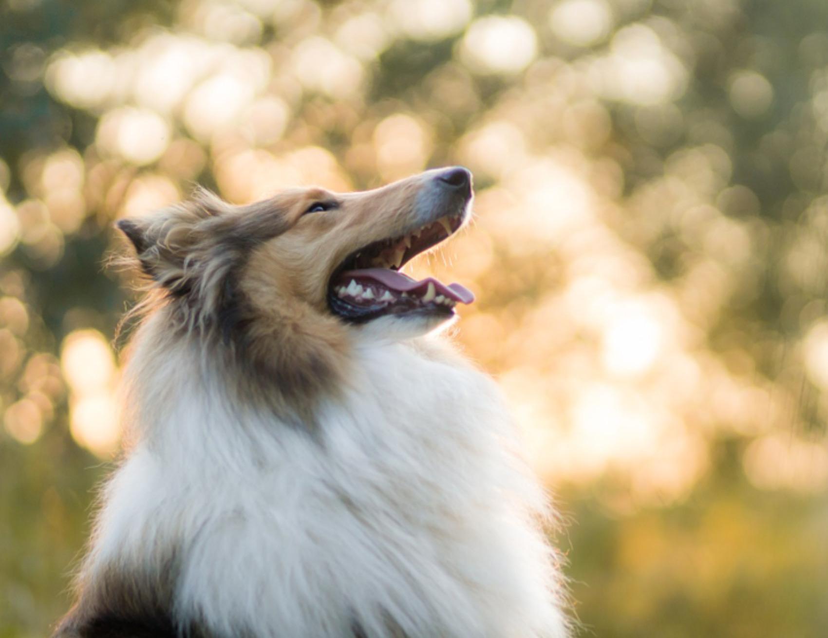 Cane guarda in alto