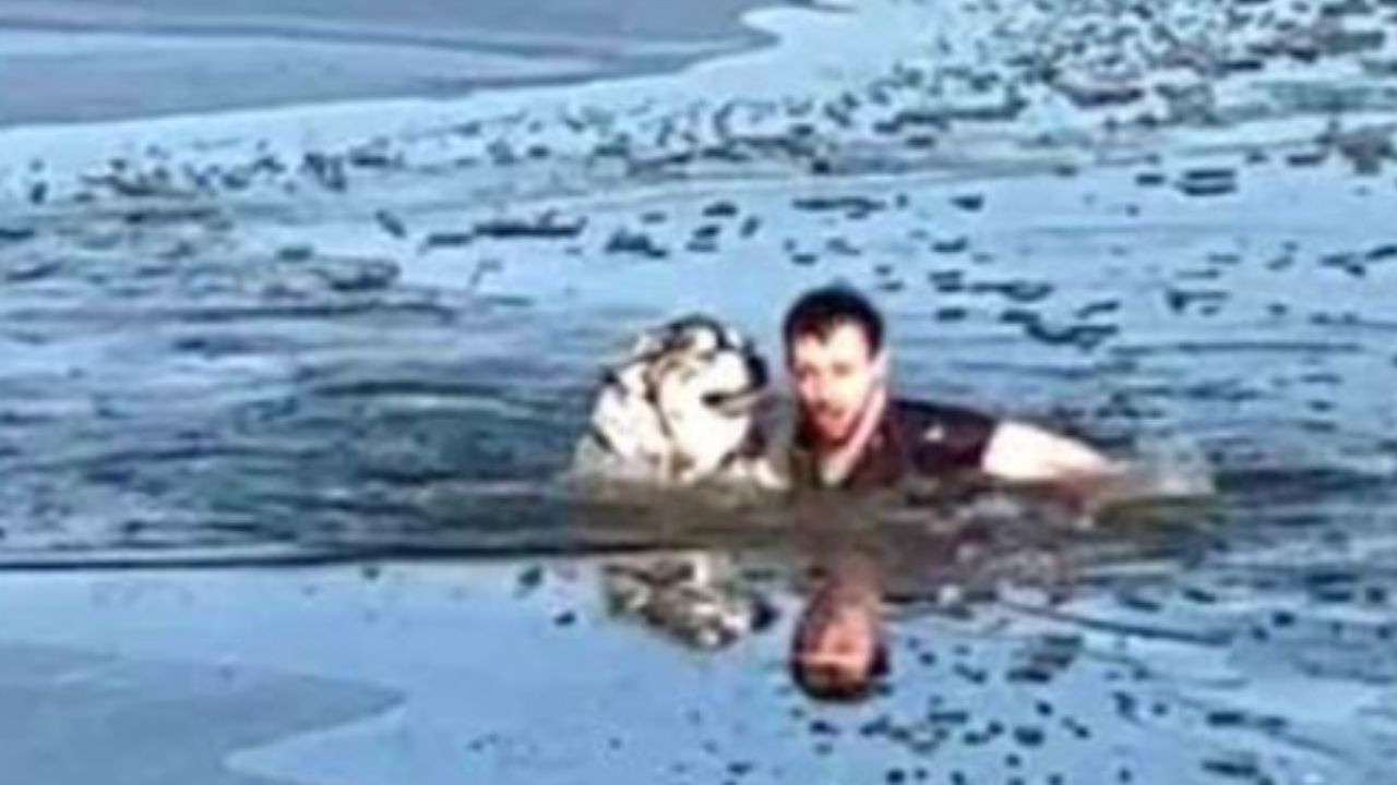 un cane in pericolo