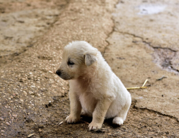 Il tuo cane ha sempre paura? Segui questi 5 consigli da parte dell’addestratore e cambia le cose