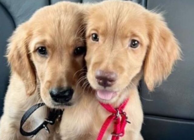 Insieme per strada, questi due cuccioli sono passati dal freddo della strada al calore di una casa