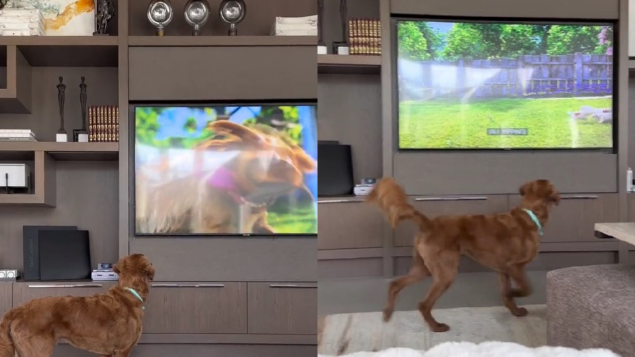 cane guarda televisione