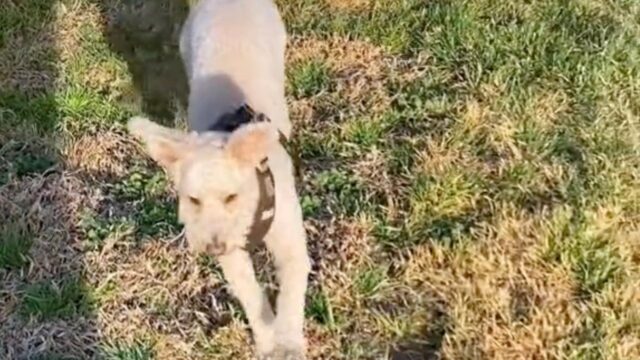 La nonna muore, ma il cane sa sempre dove andarla a trovare. Anche al cimitero