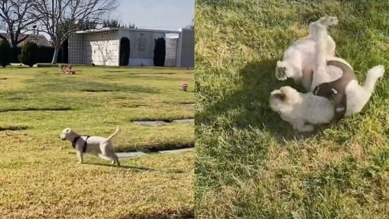 Cane fa visita alla nonna