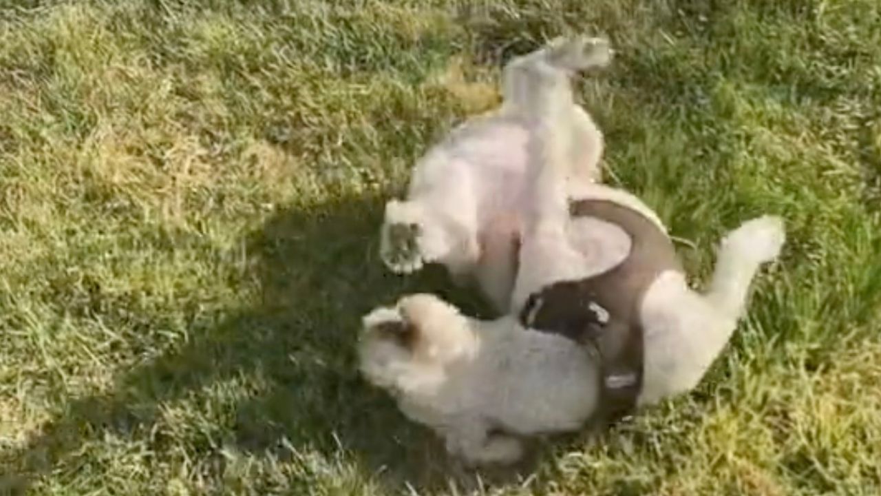 Cagnolino a pancia in su