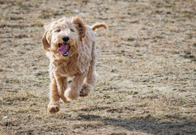 Labradoodle adulto: come gestirlo, intrattenerlo e farlo stare bene