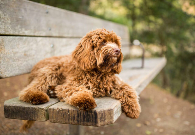 Labradoodle, cane da curare: tutto su salute e malattie