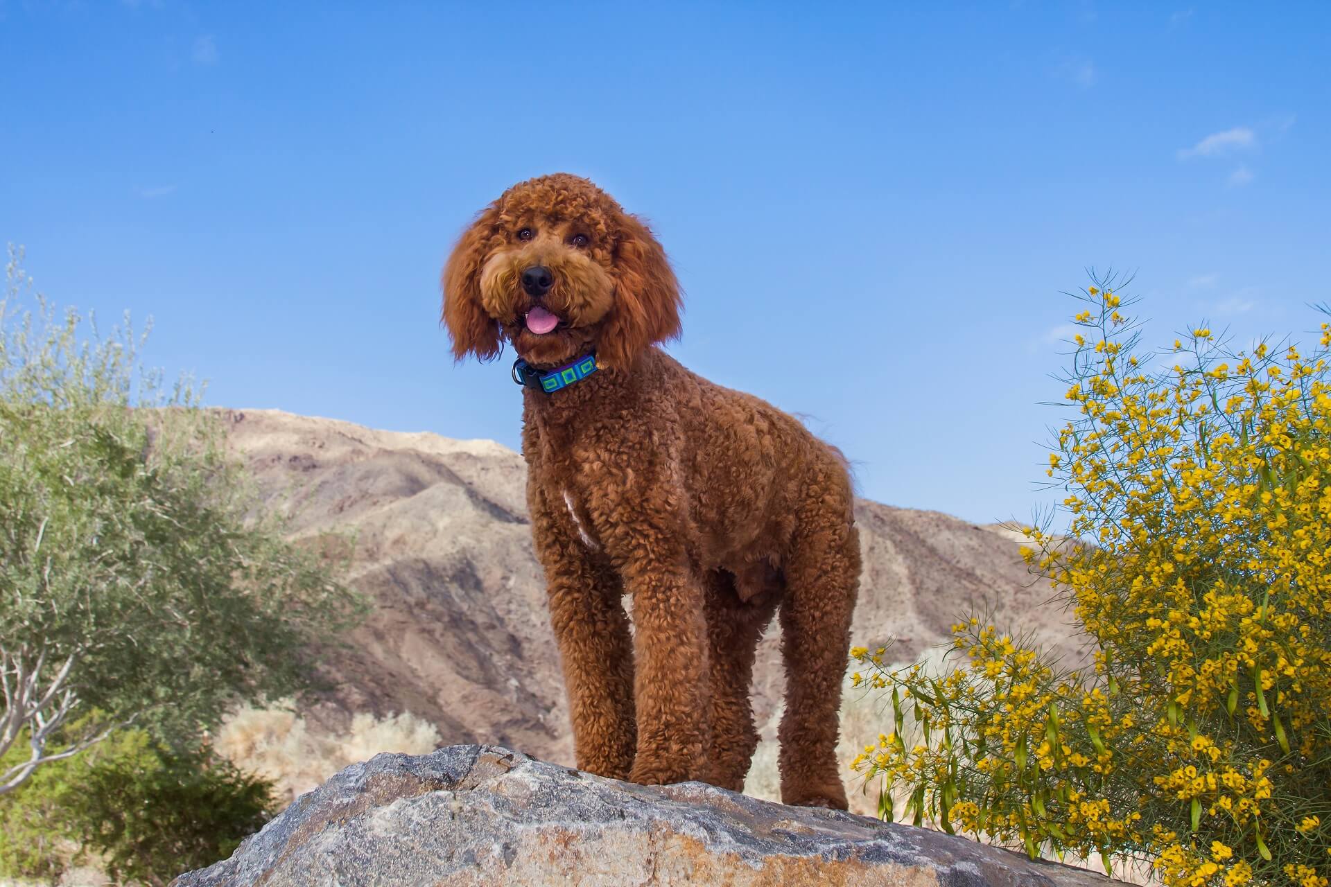 cane in montagna