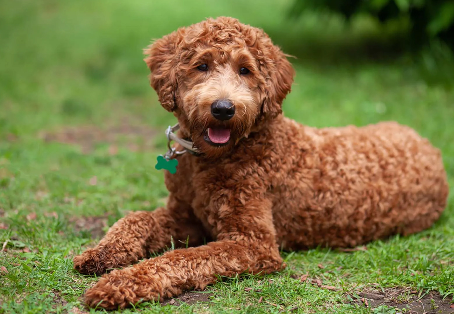 cane incrocio di labrador e Poodle