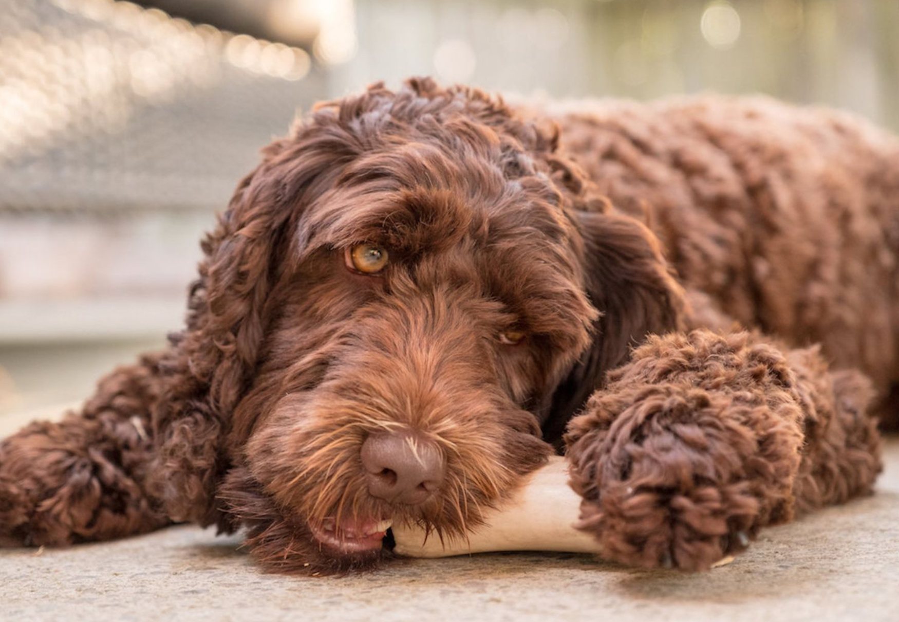 cane che mangia un osso sul pavimento