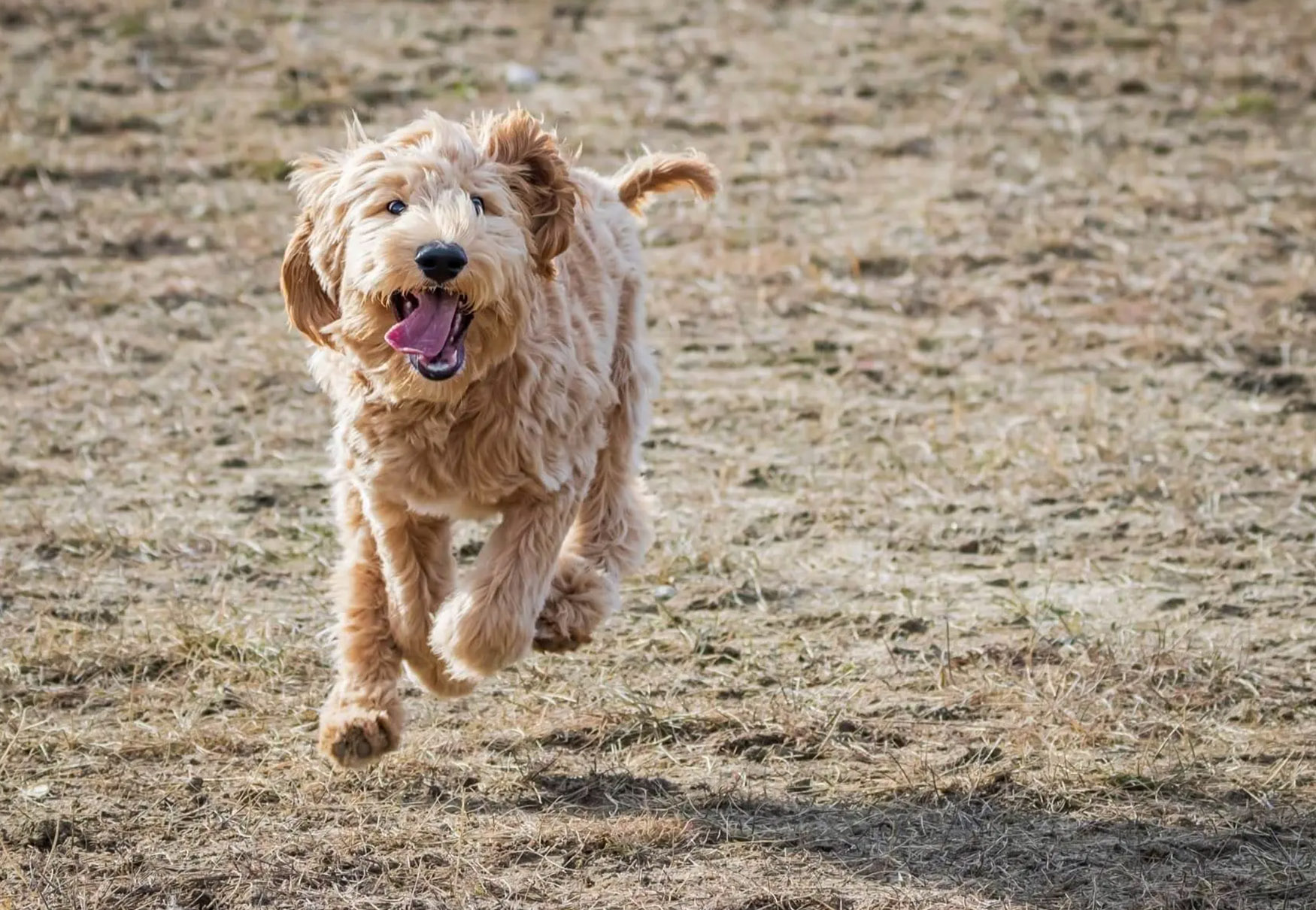 cane che corre