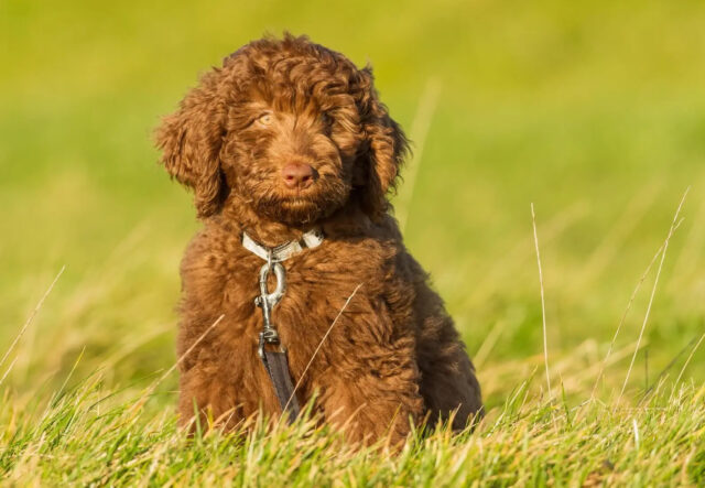 Labradoodle carattere e temperamento: tutto sulla razza