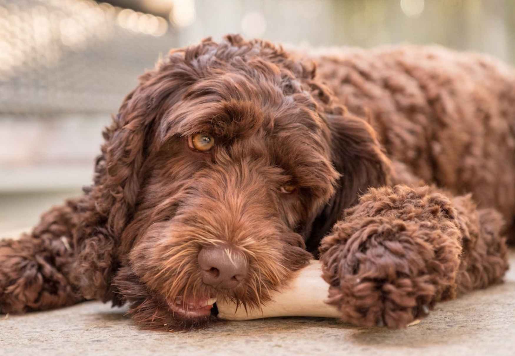 cane mangia osso