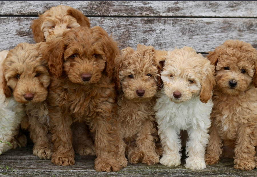 Labradoodle mini e gigante: caratteristiche fisiche e differenze